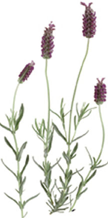 Lavendar Plant