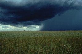 MERCURIAL RAINS. Downpours, like this one crossing 

the Everglades, effectively scrub water-soluble mercury from the air, thus contaminating the food chain.
