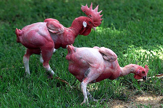Genetically Engineered